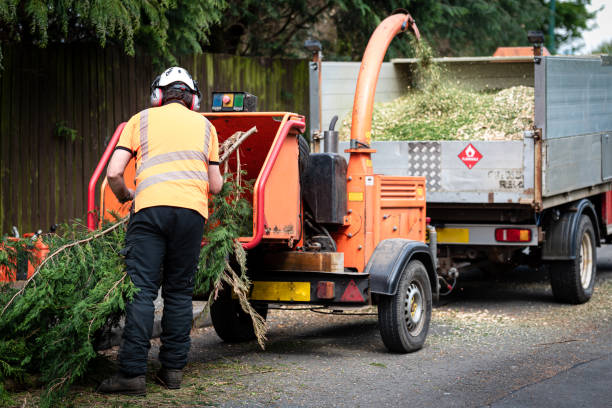 Best Tree Care Services  in Ohkay Owingeh, NM